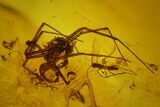 Detailed Fossil Spiders, a Mite and Three Flies in Baltic Amber #173715-2